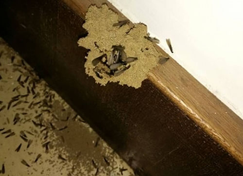 颍泉区灭白蚁机构