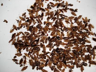 颍泉区灭蟑螂